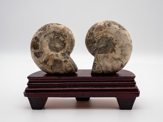 アンモナイトの背面（裏面）