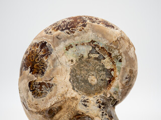 クローズアップしたアンモナイトの化石