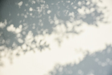The gray shadow of the leaves on the white wall Abstract neutral natural concept background Spaces for text and design