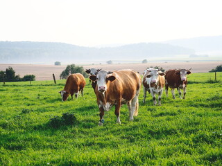 herd of simmental cows on a green summer pasture in the mountains - obrazy, fototapety, plakaty
