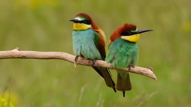 Colorful bee-eater on tree branch, against of yellow flowers background