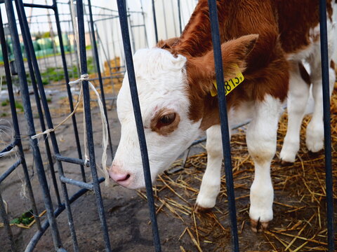 Poor calf in a cage