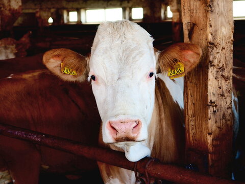 Simmental cows in a barn 