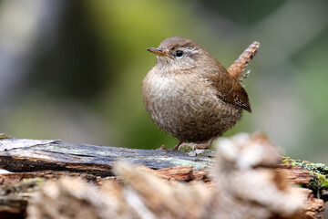 Winter Wren