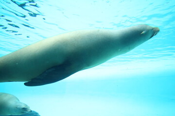 Seehund unter Wasser