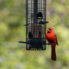 Bright red male cardinal eating at backyard feeder