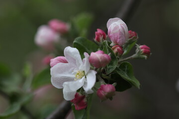 In the spring, the white-pink flowers of apple trees blossomed in the garden. 