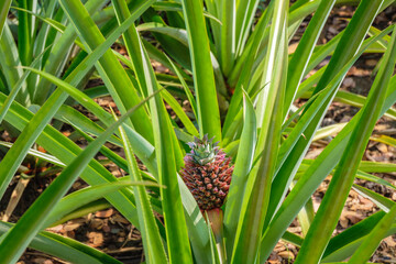 .Small pineapple fruit in a pineapple field