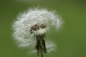 Dandelion with white air parachutes seeds. 