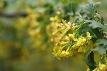 Many yellow flowers bloomed on the bush in spring. 
