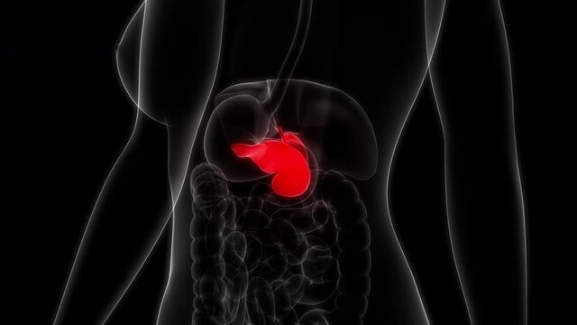 Human Internal Organs Pancreas with Gallbladder Aantomy Animation Concept