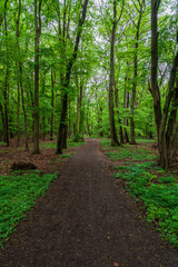 Fototapeta na wymiar Path into a green forest in Germany