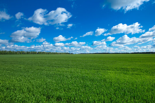 green grass field with bule sky and white clouds. Meadow and white clouds