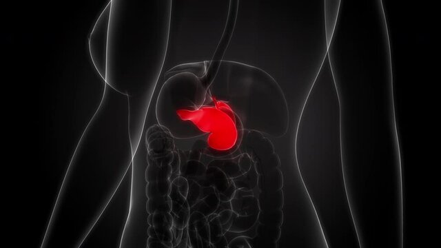 Human Internal Organs Pancreas with Gallbladder Aantomy Animation Concept