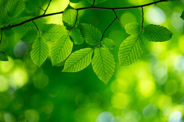 green leaves background in sunny day