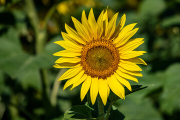 Fototapeta premium Girasoli