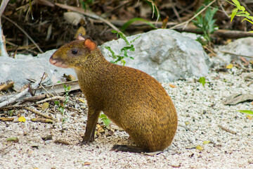 Agouti animal resting