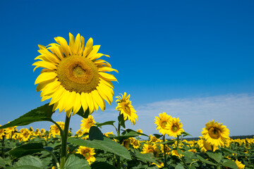 Sunflower field with cloudy blue sky