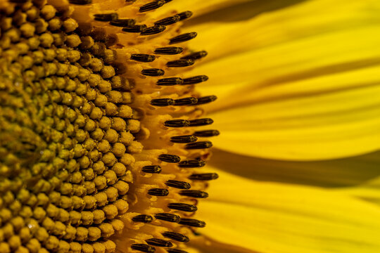 Particolare su girasole
