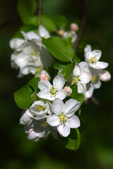 A blossoming apple tree branch in late spring