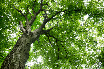 forest trees. nature green wood sunlight backgrounds