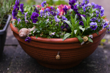 Many garden snails on flowerpot with purple pansies