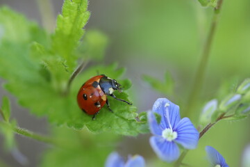Ladybug on a green leaf among blue flowers. 