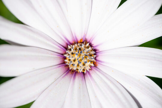 Macro photography of a white osteopermum (african daisy)