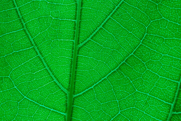 macro photo of leaves to be used as textures