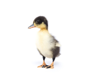 Cute little newborn fluffy duckling. One young duck isolated on a white background.