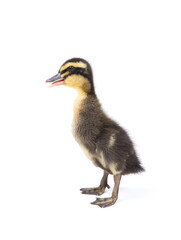 Cute little newborn fluffy duckling. One young duck isolated on a white background.