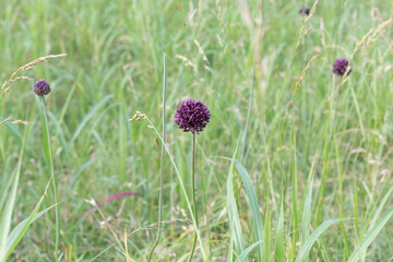 A field of Yorktown Onion bulbs while in bloom in Yorktown, Virginia.