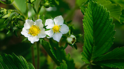 small white strawberry flower, close-up. forest strawberry flowers in green grass. Flowers with white petals and green leaves in a macro with bokeh. green blurred background, plenty of space for text