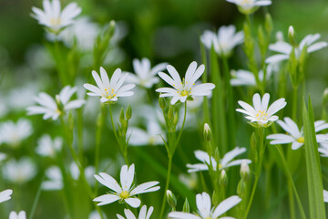 Stellaria holostea. delicate forest flowers of the chickweed, Stellaria holostea or Echte Sternmiere. floral background. white flowers on a natural green background. close-up