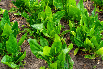 Close up of spinach growing (Spinacia oleracea)
 - obrazy, fototapety, plakaty