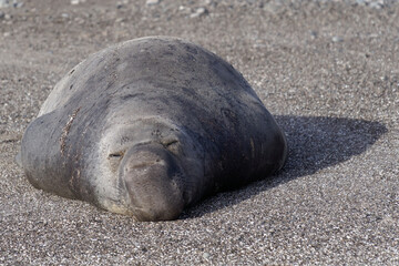 Elephant seal enjoying life on the beach