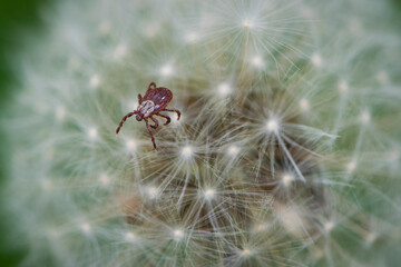 mite. Acari sitting on a dandelion. Ixoid mite in macro focus on a white fluffy dandelion. macro photo of insect, parasite. spreads infectious diseases. tick isolated on white. close-up
