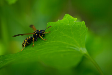 Wasp on a green leaf. Parts of the body of a wasp close-up. Insect close-up. Yellow pattern on the black body of a wasp. Green background. nature, Macro image of a Vespula germanica, European wasp