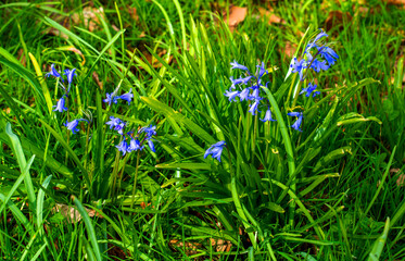 Close up of wild Hyacinth (Hyacinthus orientalis)
