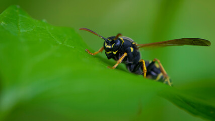 European wasp. Ultra macro photo. Wasp on a green leaf. Parts of the body of a wasp close-up. Insect close-up. Yellow pattern on the black body of a wasp. Green background. nature close-up