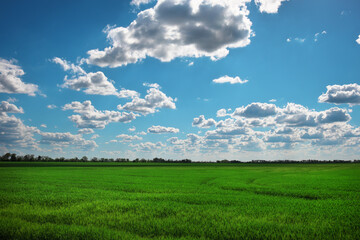 Fototapeta premium Green field and blue sky with white clouds