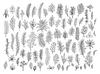 outlined silhouettes meadow wild herbs, floral twigs branches set collection