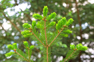 Young green pine branch with fresh needles.