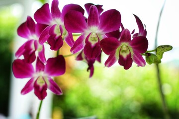 Beautiful magenta Dendrobium orchid is blooming in the garden with green bokeh background.Have copy space for text.