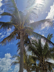 Fototapeta na wymiar Palmtrees in the Bahamas
