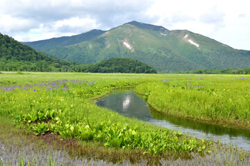 Fototapeta premium 尾瀬の夏の風景 湿原は緑の絨毯に敷き詰められ花々が咲く