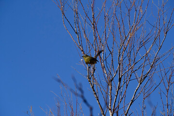 Greater Wagtail tyrant, caldén forest,La Pampa, Argentina