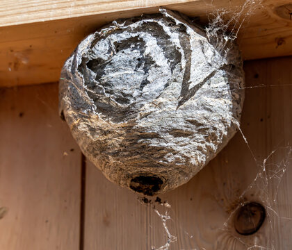 Hornet wasps nest on the inside frame of a house wall. Pest control work. Close up.