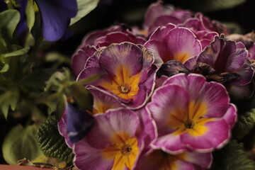 fioletowe  kwiaty   w  doniczce  na  tarasie  budynku - 434332111