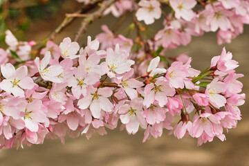 A blooming cherry-tree on a spring day.